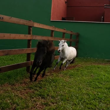 Mini, sim! Mas não pônei!