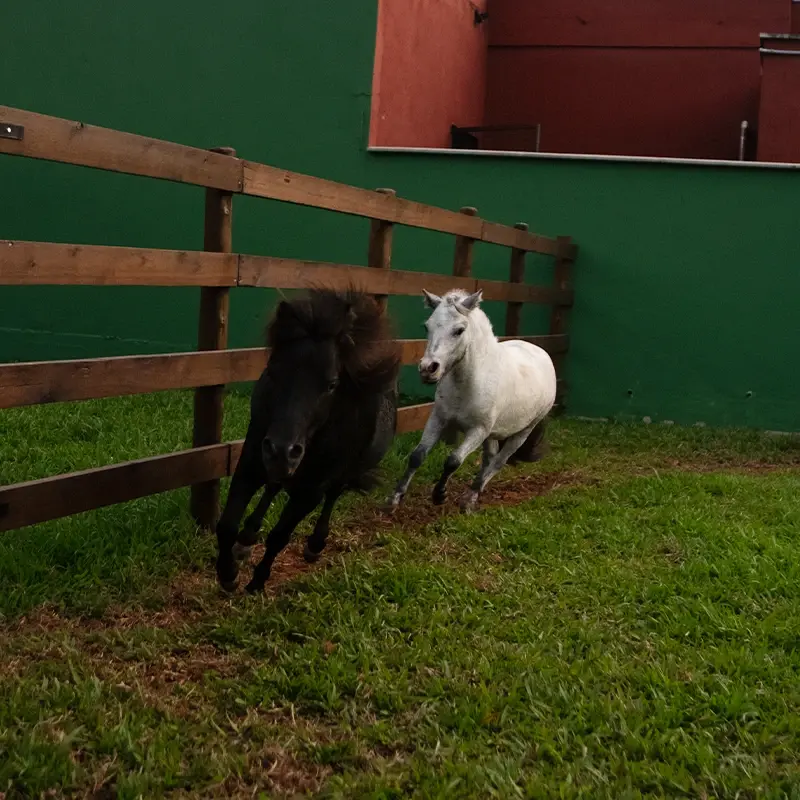 Mini, sim! Mas não pônei!