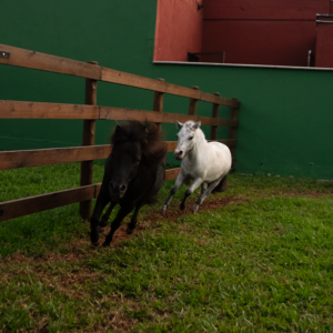 mini-cavalos-spitz-pomer