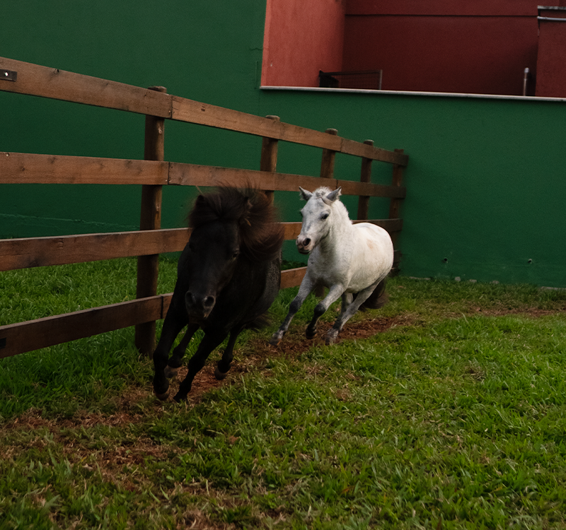 mini-cavalos-spitz-pomer